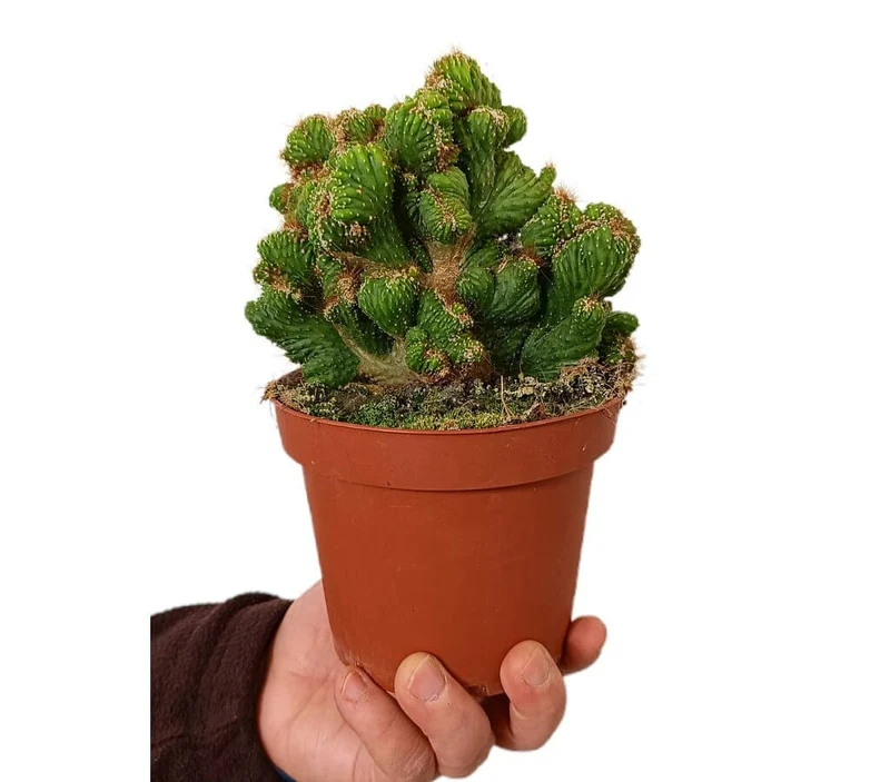 Cereus Peruvianu Cristatus M13