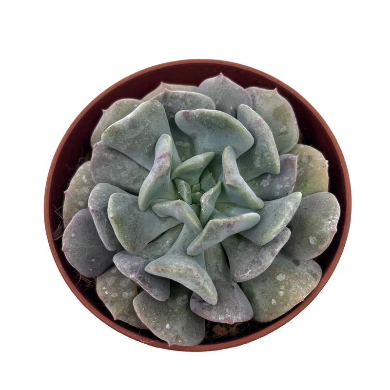 Echeveria Cubic Frost Cactus Y Suculentas M8,5 cm Ø