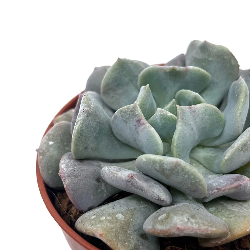 Echeveria Cubic Frost Cactus Y Suculentas M8,5 cm Ø