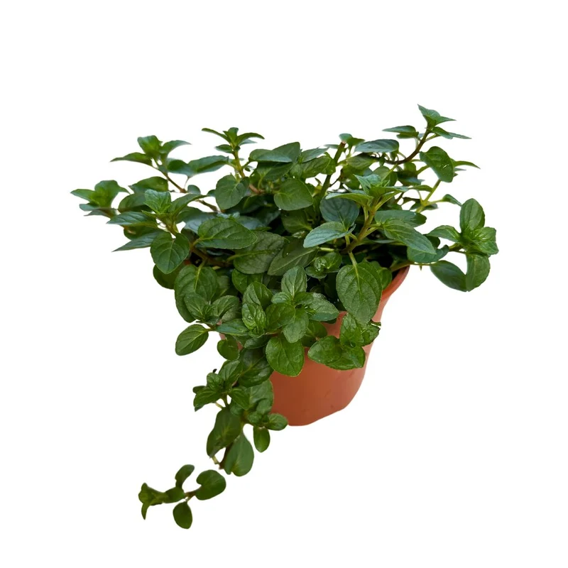 Menta Planta Aromática Y Medicinal (mentha Spp.)
