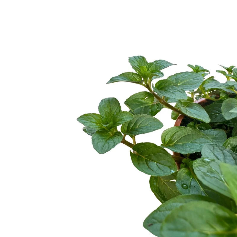 Menta Planta Aromática Y Medicinal (mentha Spp.)