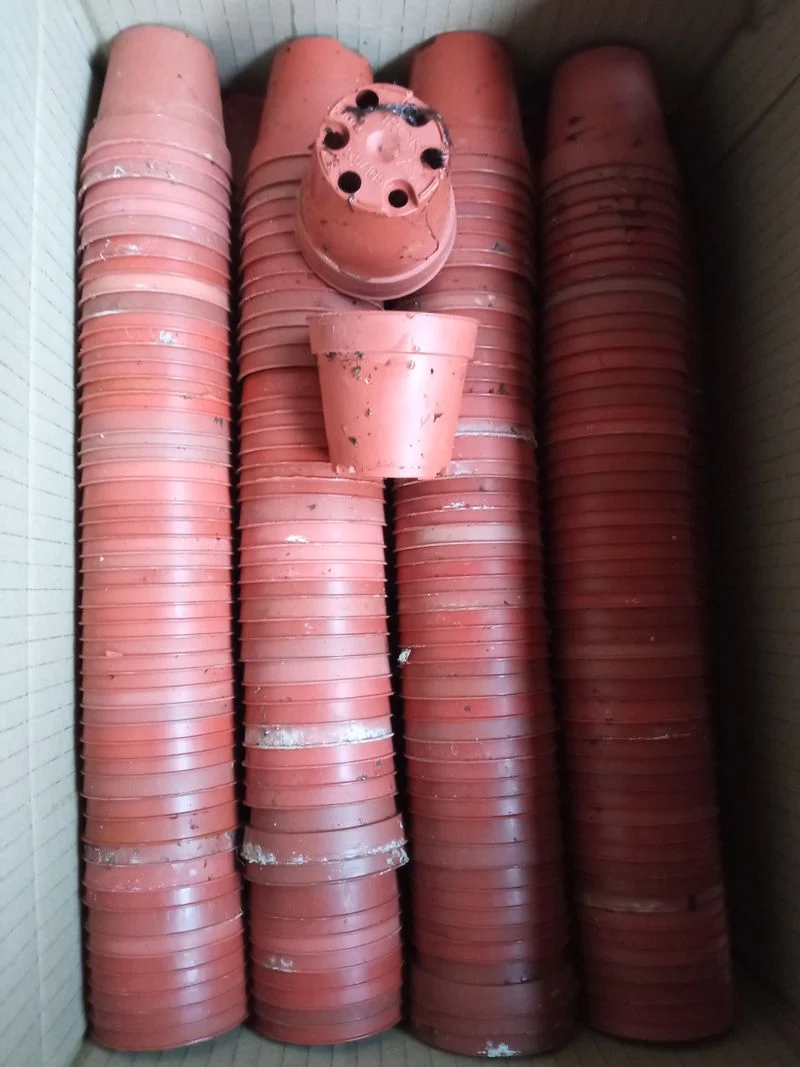 Lote 10 Macetas Usadas Para Cactus 5'5 Cms