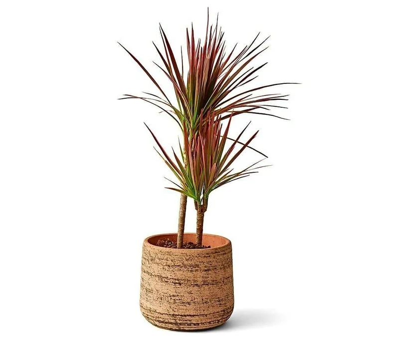 Teraplast Macetero De Plástico Reciclado Murgia 23cm