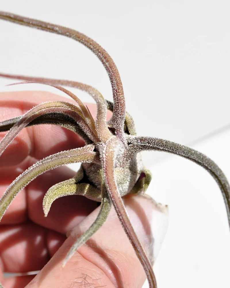 Tillandsia pruinosa; pulpo vegetal, planta del aire; Curiosarium; altura 10 cm, diámetro 6-10 cm