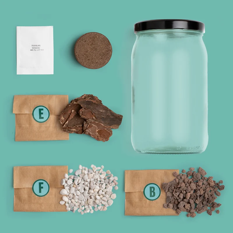 Kit Terrarium DIY – Mini Jardín Ecosistema Natural para Casa, Regalo Decorativo Original - Resetea