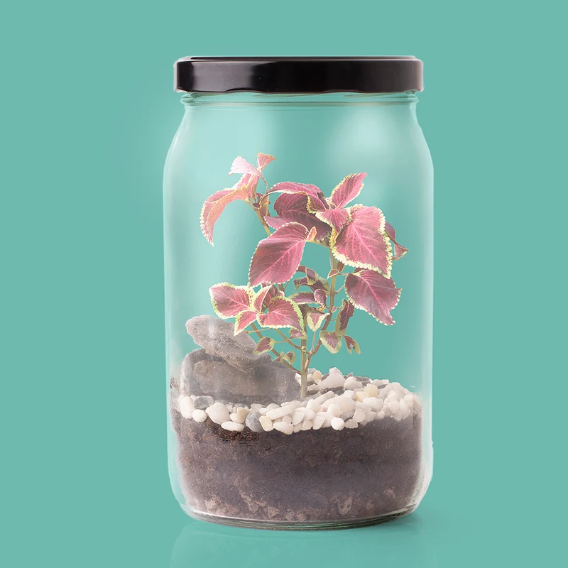 Kit Terrarium DIY – Mini Jardín Ecosistema Natural para Casa, Regalo Decorativo Original - Resetea