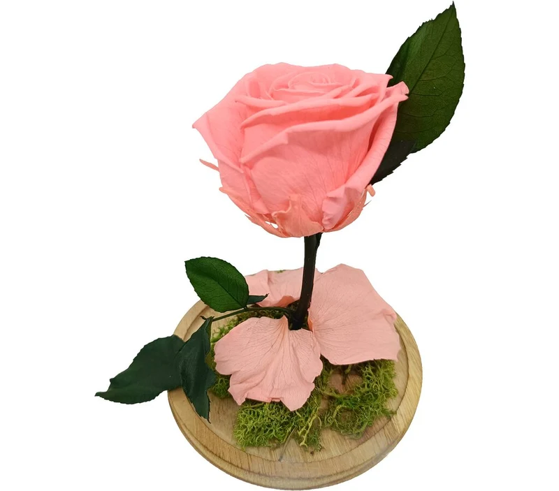 Mundo Eterno Rosa En Cúpula Rosa 12x20cm