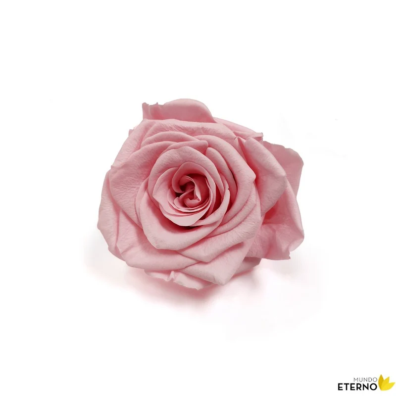 Mundo Eterno Rosa En Cúpula Rosa 12x20cm