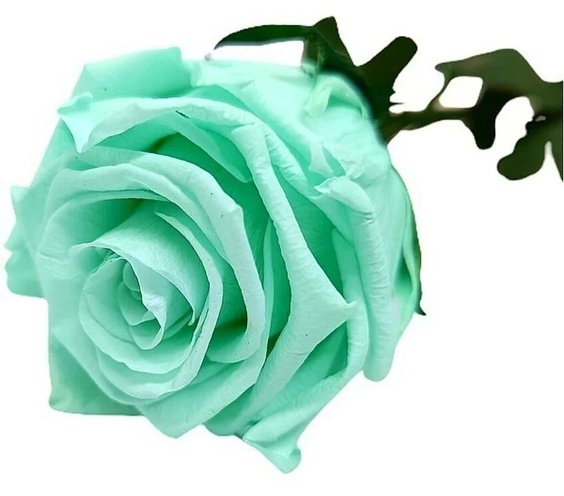 Mundo Eterno Rosa Preservada Verde Menta (class.mint) 25cm