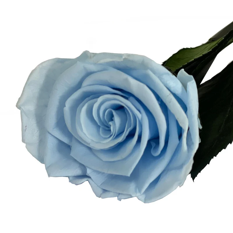 Mundo Eterno Rosa Preservada Azul Claro 35cm