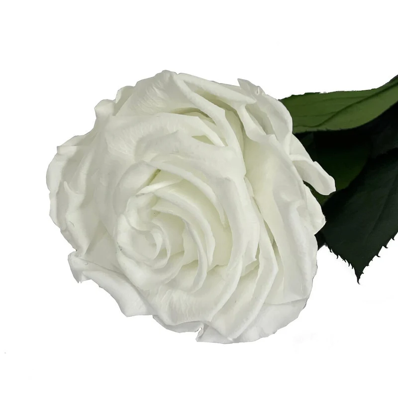 Mundo Eterno Rosa Preservada Blanca 35cm