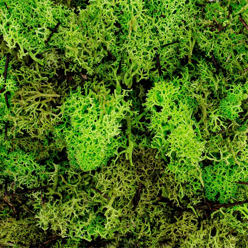 Moss 75gr