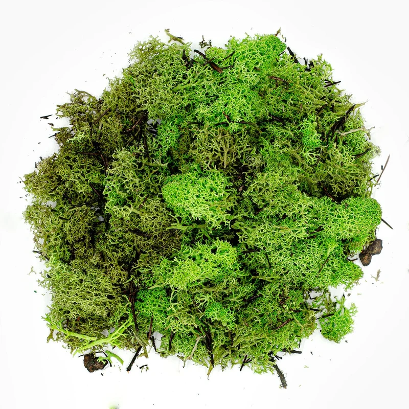 Moss 75gr