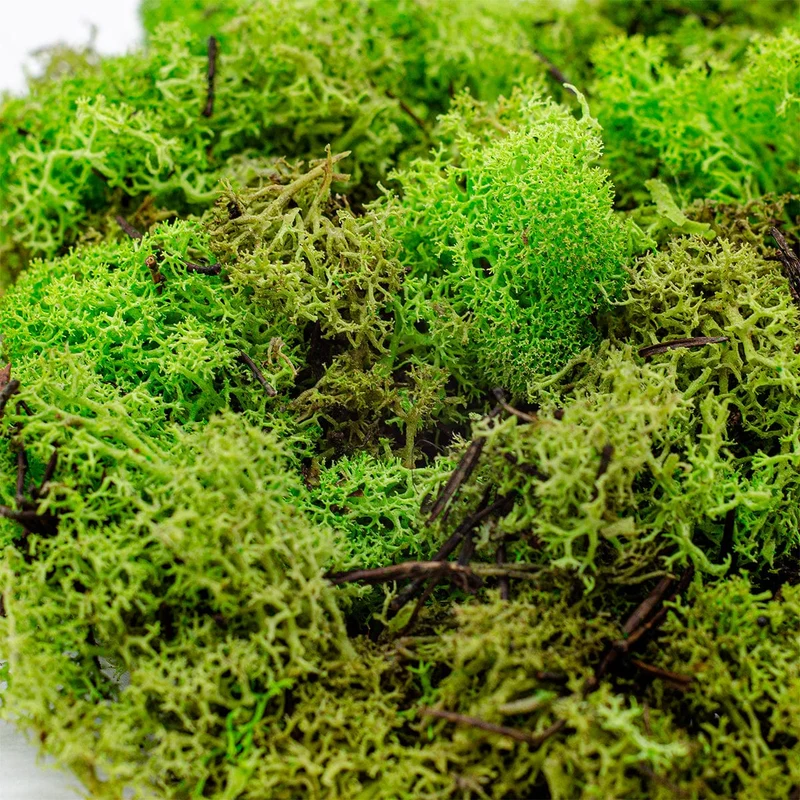 Moss 75gr