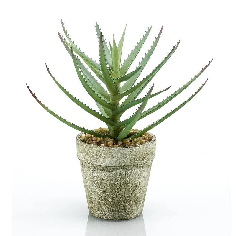 Aloe en maceta de cemento de 18 cm de alto (MINI) (6 unidades)