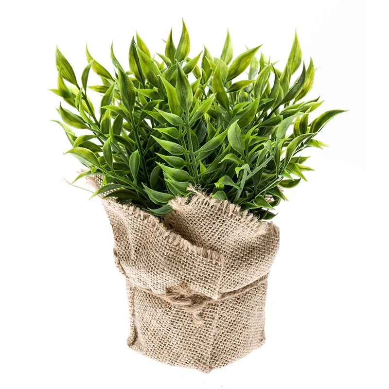 Arbusto RUSCUS con maceta entelada. Altura 20cm (MINI)