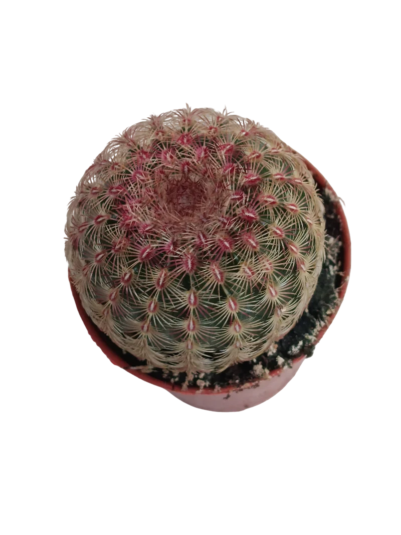 Cactus Rojo Echinocactus Rigidispinnus Ø5