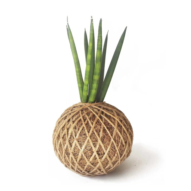 Sansevieria Cylíndrica En Kokedama
