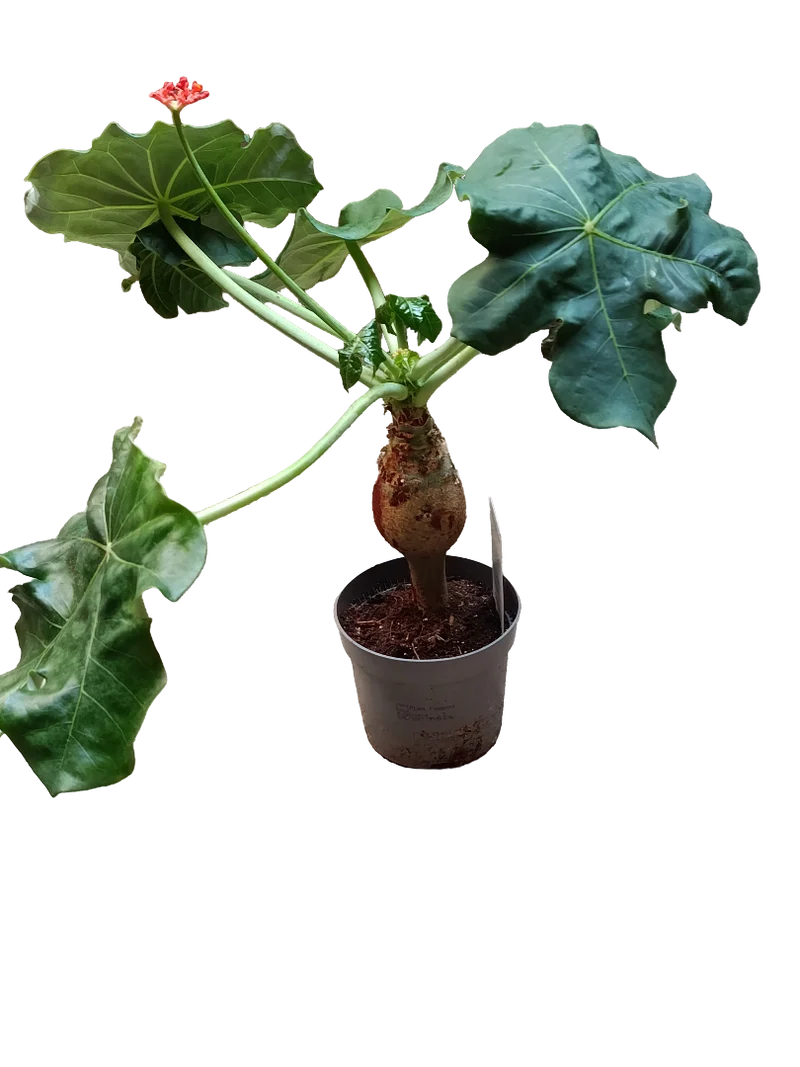Jatropha Podagrica Planta Suculenta Rara Ø12