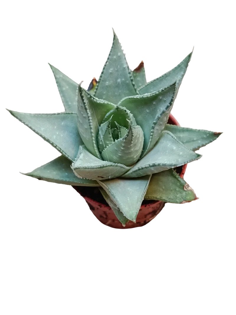 Haworthia Shaviana Planta Suculenta De Sombra Ø5