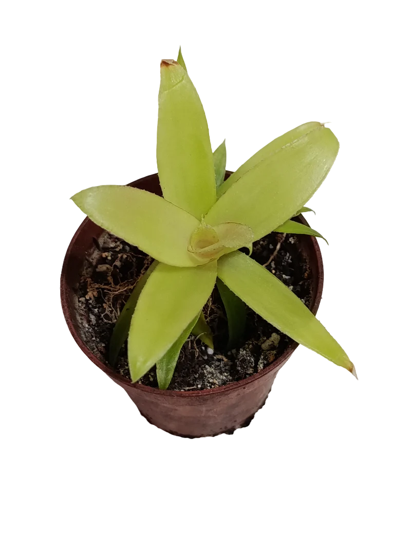Neoregelia Mephisto Mini Ø5 Bromelia Terrarios Planta Natural