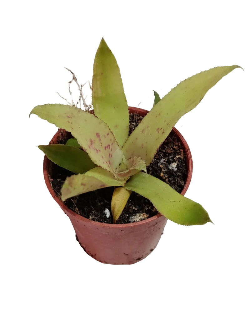 Neoregelia Amazon Mini Ø5 Bromelia Terrarios Planta Natural