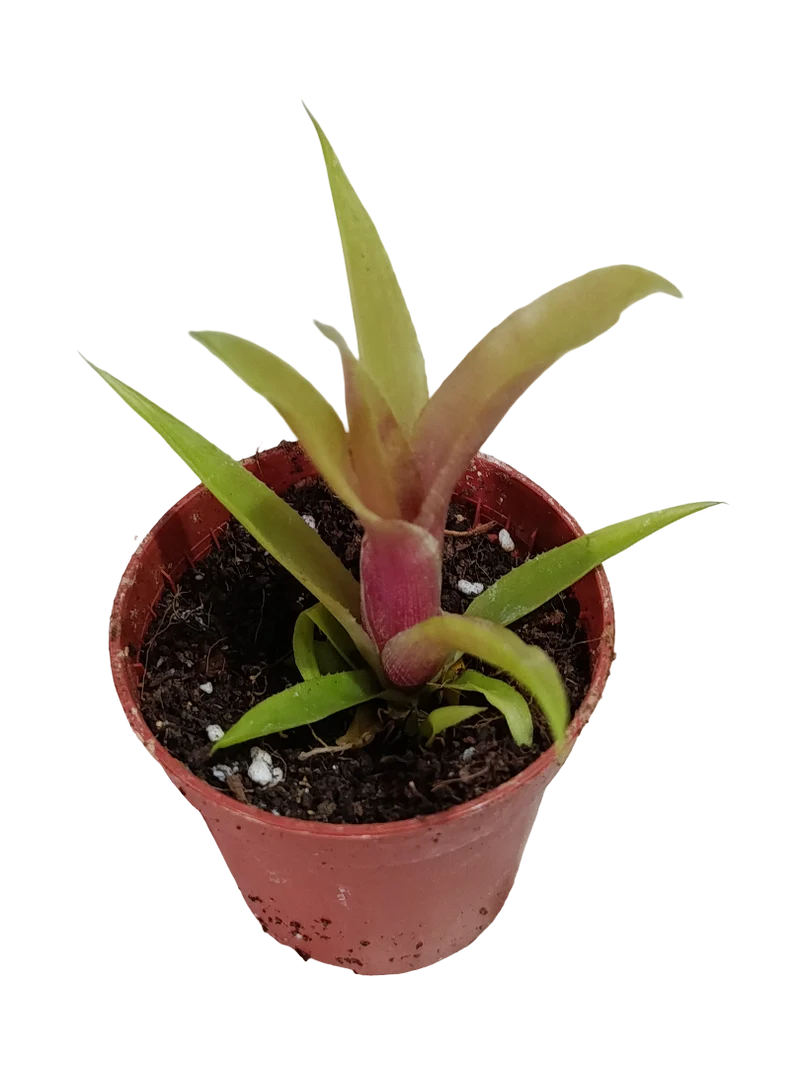 Neoregelia Iris Mini Ø5 Bromelia Terrarios Planta Natural