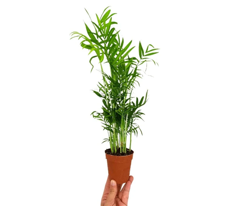 Chamaedorea Elegans M9