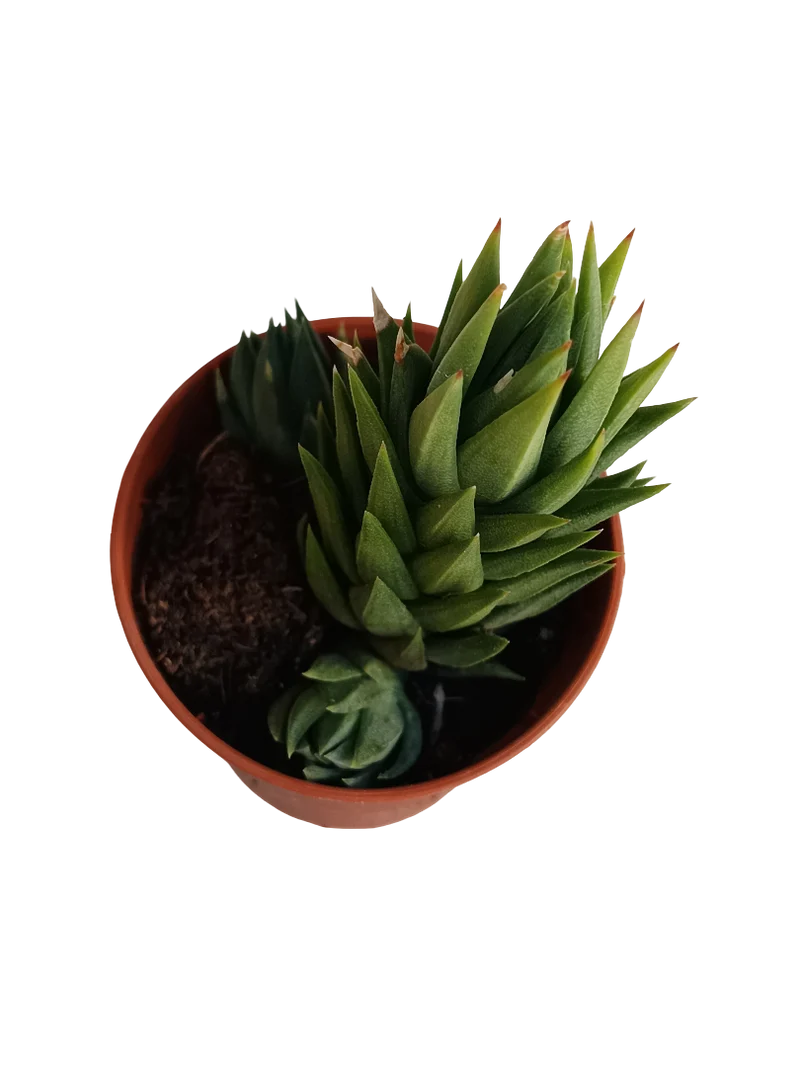 Haworthia Glauca Planta Suculenta Ø5