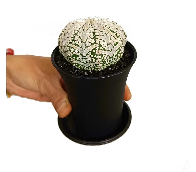 Astrophytum Asterias Superkabuto M8 15cm