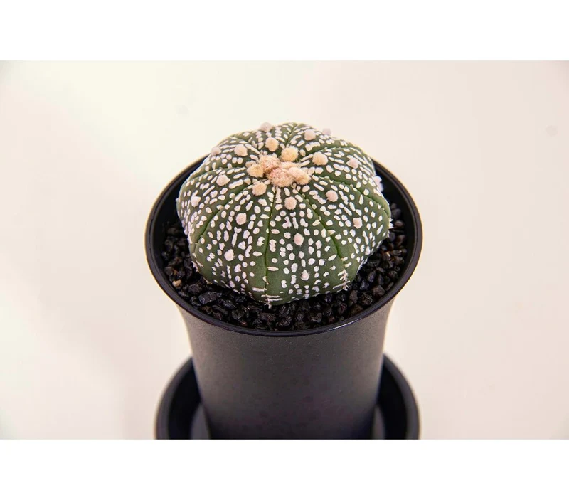 Astrophytum Asterias Superkabuto M8 15cm