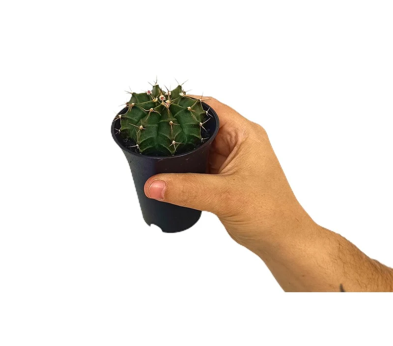 Gymnocalycium Green M8