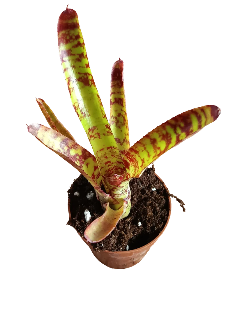 Neoregelia Guacamole Planta Bromelia De Interior 15 Cms