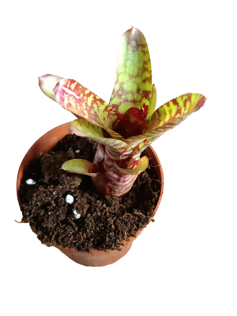 Neoregelia Wild Tiger Planta Bromelia 10-12 Cms