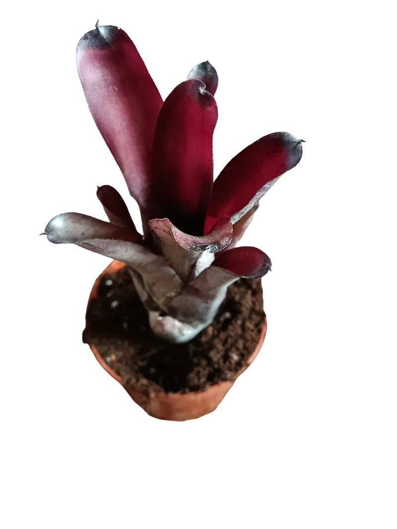 Neoregelia Sooty Planta Bromelia De Interior 10-12 Cms