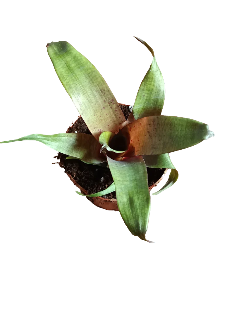 Vriesea Tropical Day Mini Planta De Interior 8 Cms