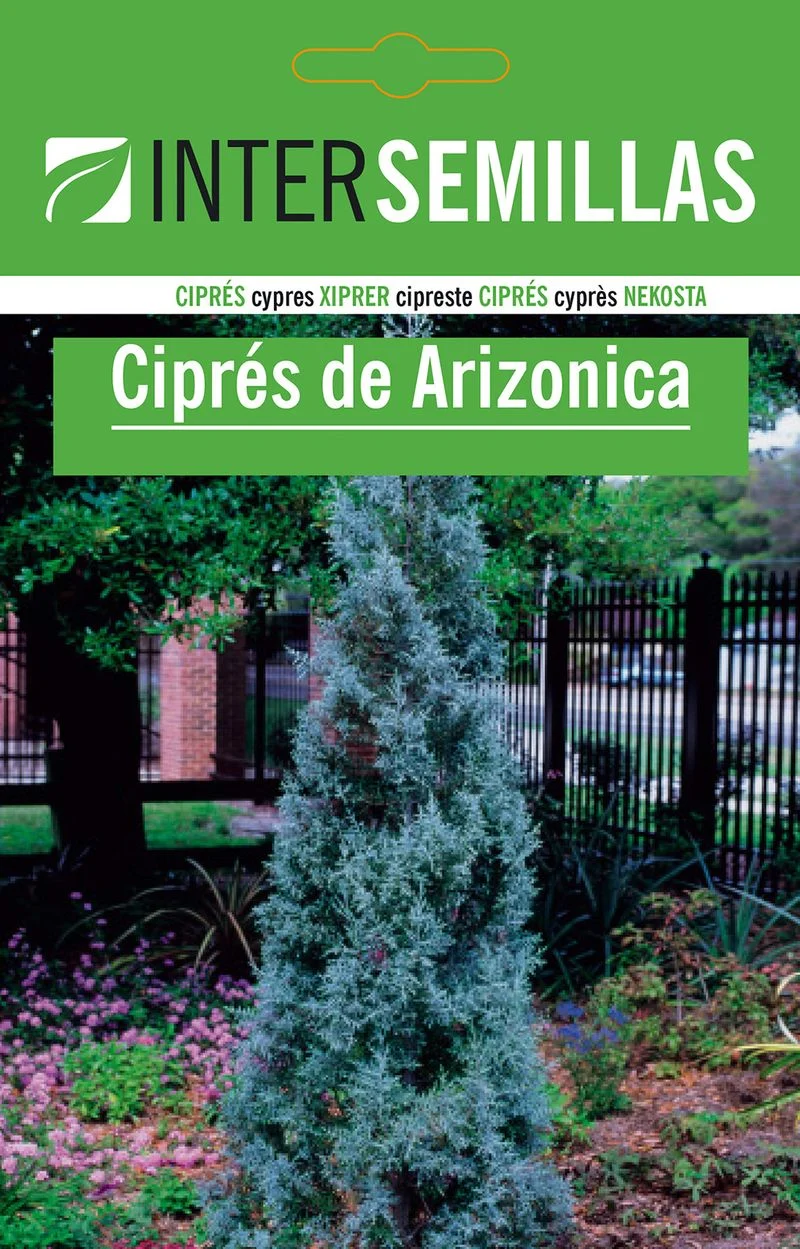 Sobre De Semillas De Cipres Arizonica