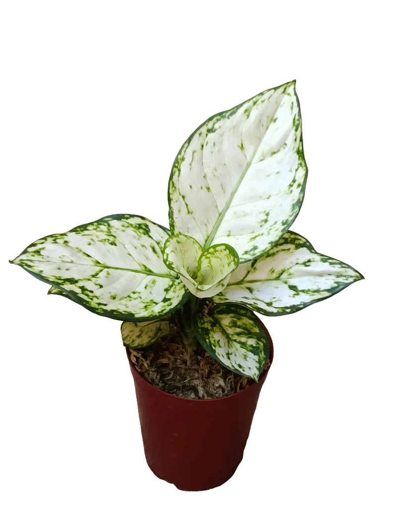 Aglonema Blanca Planta De Interior Ø9