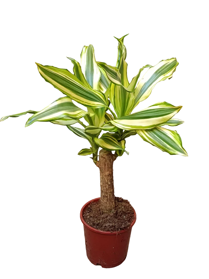 Palo De Brasil Yellow Coast Planta De Interior Dracaena