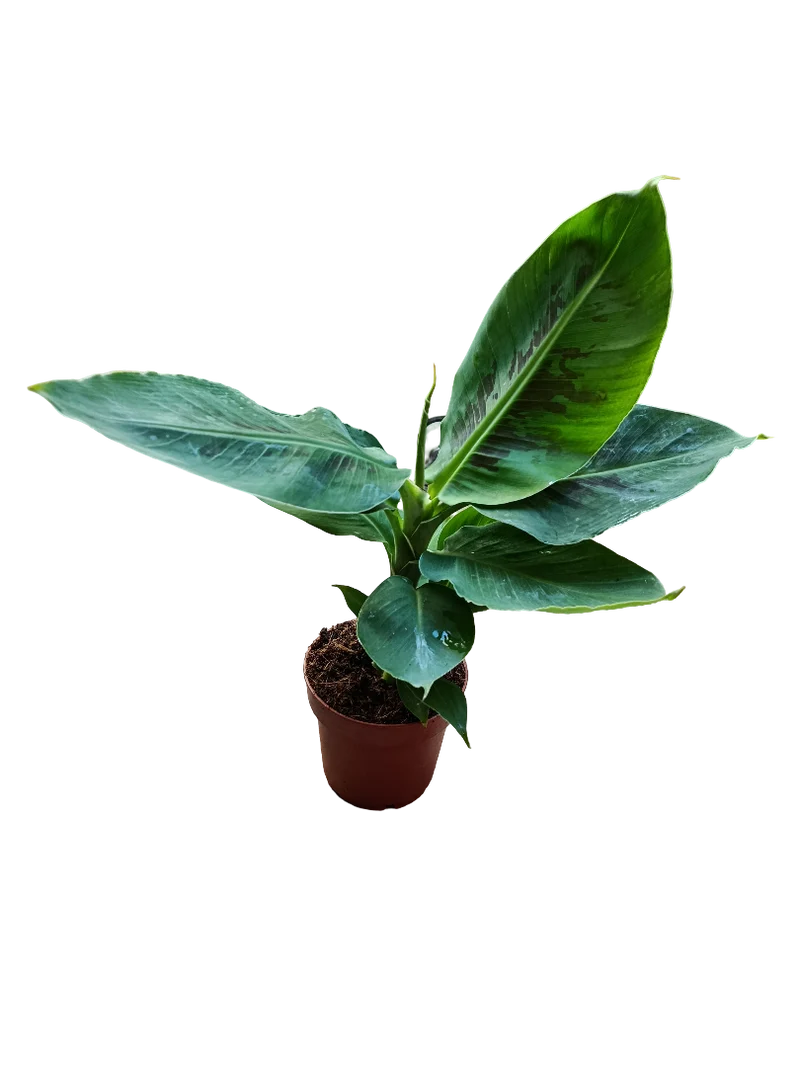 Musa Tropicana Platanera Planta De Interior Ø12