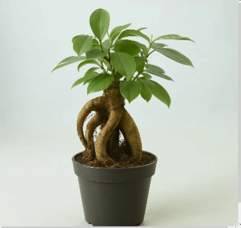 Ficus Ginseng Surtido Planta Bonsai Terrario Interior Ø6