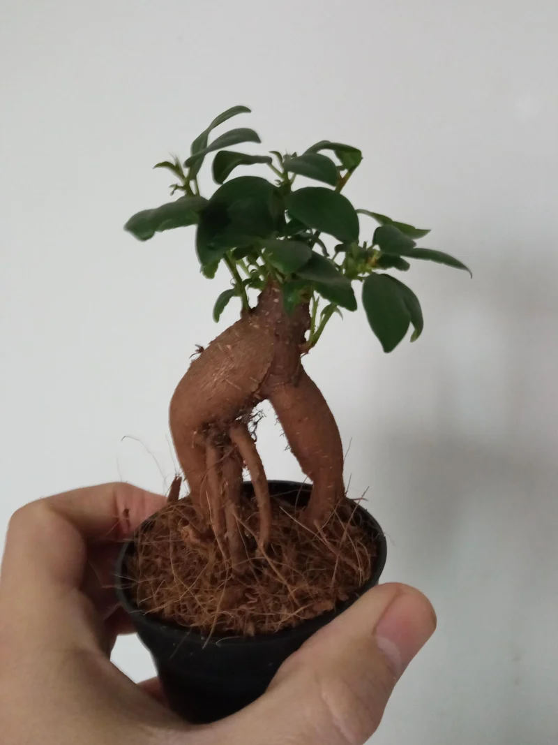 Ficus Ginseng Surtido Planta Bonsai Terrario Interior Ø6