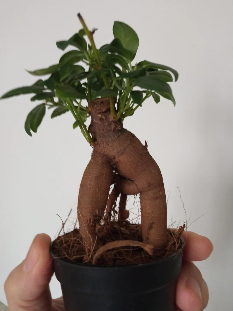 Ficus Ginseng Surtido Planta Bonsai Terrario Interior Ø6