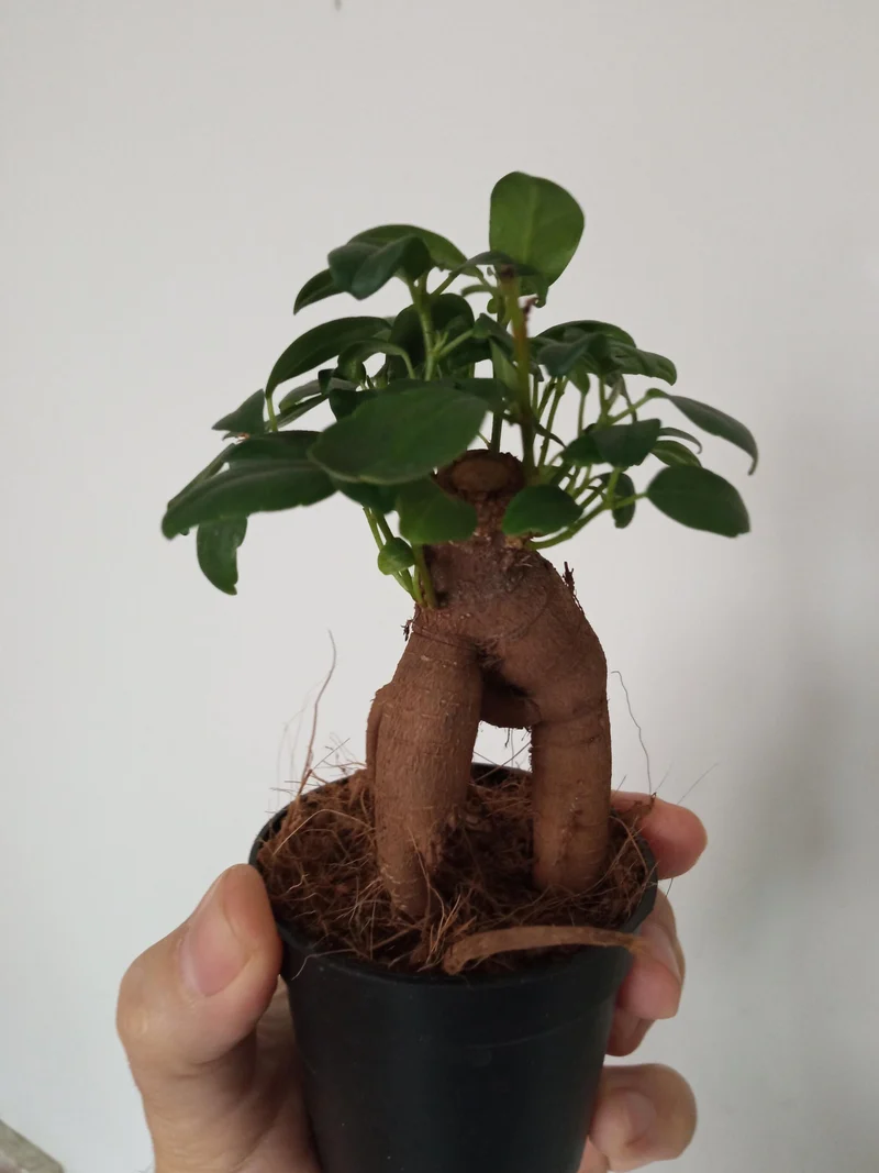 Ficus Ginseng Surtido Planta Bonsai Terrario Interior Ø6