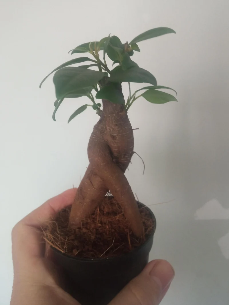 Ficus Ginseng Surtido Planta Bonsai Terrario Interior Ø6