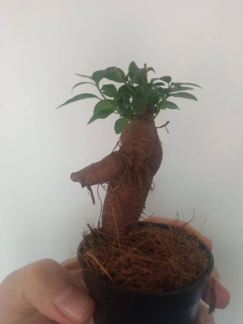 Ficus Ginseng Surtido Planta Bonsai Terrario Interior Ø6