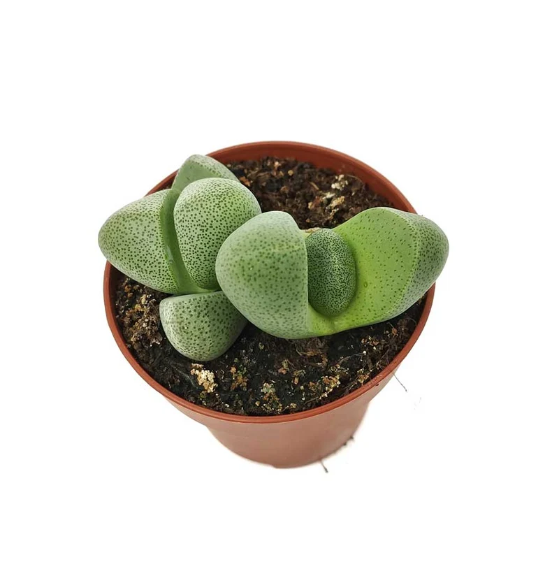 Pleiospilos Nelii Cactus Y Suculentas M8,5 Cm Ø