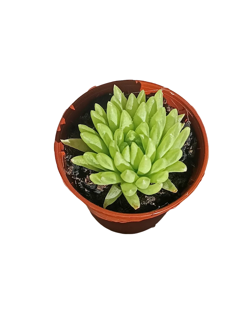 Haworthia Kikuhigasa Planta Suculenta Ø5 Cm