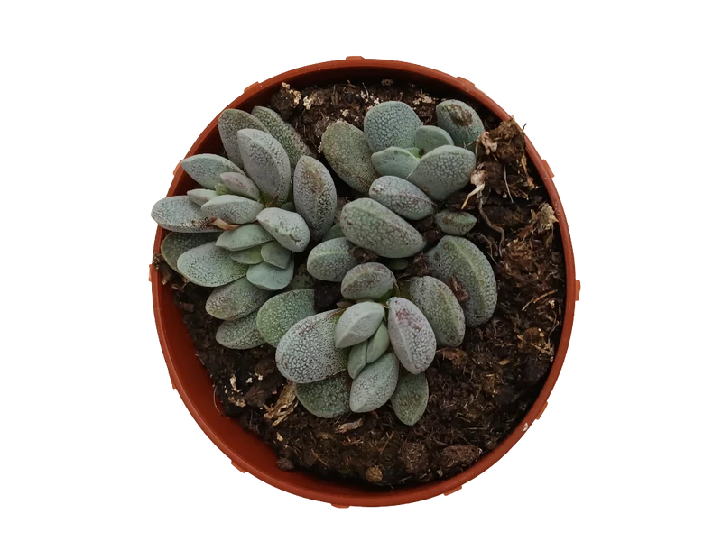 Crassula Tecta Planta Suculenta Ø8