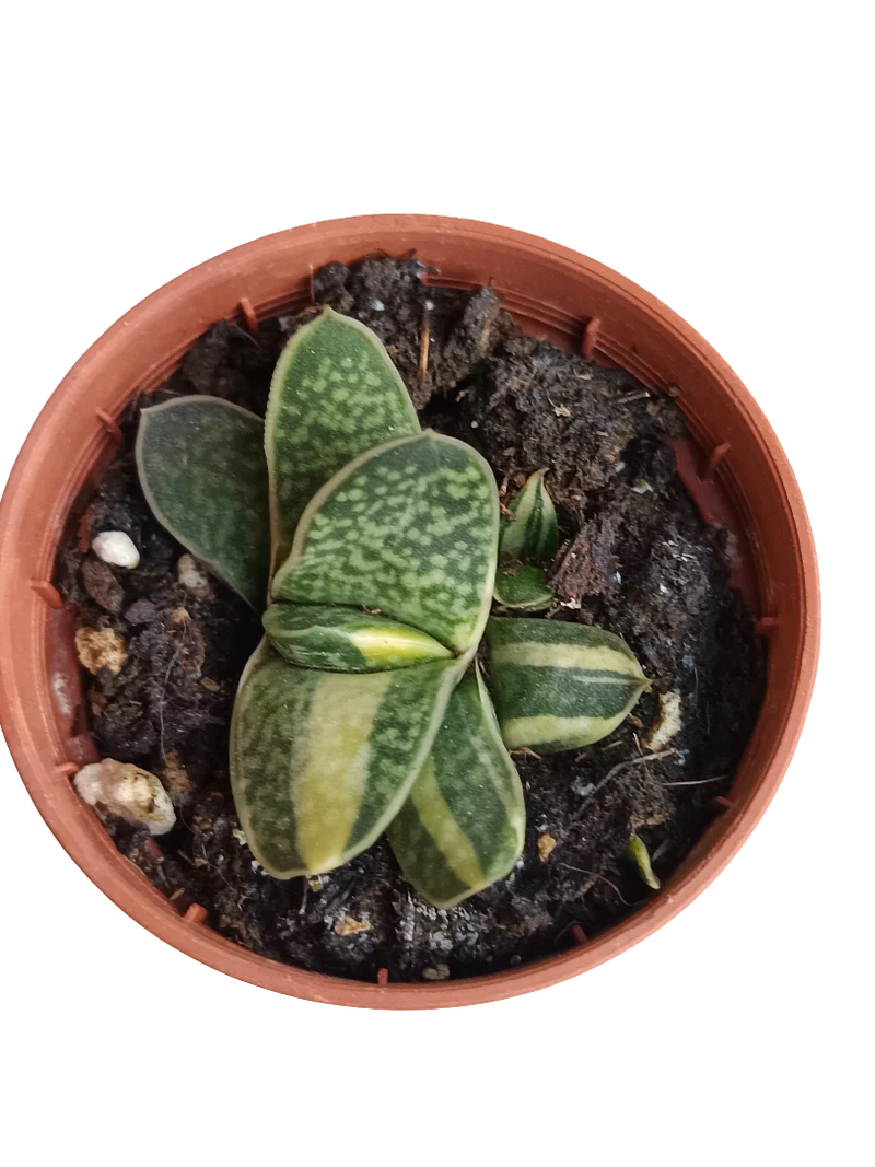 Gasteria Bicolor Planta Suculenta Ø5